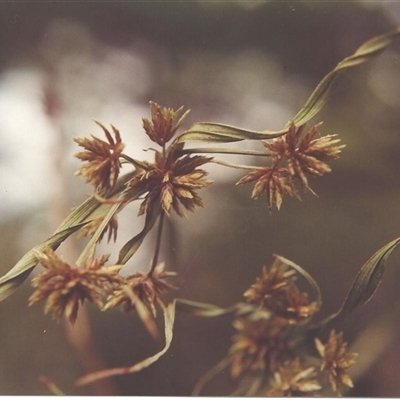 Cyperus eragrostis at Shannondale, NSW - 17 Sep 2025 by PEdwards