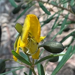 Gompholobium latifolium (Golden Glory Pea, Giant Wedge-pea) at Ulladulla, NSW - 17 Sep 2025 by Jennybach