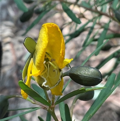 Gompholobium latifolium (Golden Glory Pea, Giant Wedge-pea) at Ulladulla, NSW - 17 Sep 2025 by Jennybach