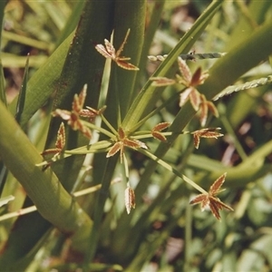 Cyperus imbecillis at Shannondale, NSW - 17 May 2009 by PEdwards