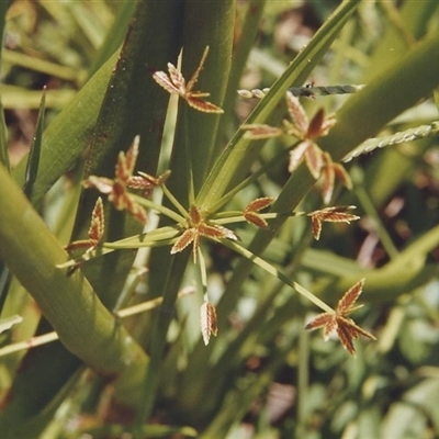 Cyperus imbecillis at Shannondale, NSW - 17 May 2009 by PEdwards