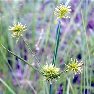 Cyperus eragrostis at Shannondale, NSW - 12 Mar 2009 by PEdwards