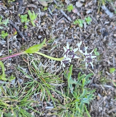 Wurmbea dioica subsp. dioica (Early Nancy) at Symonston, ACT - 17 Sep 2025 by Mike