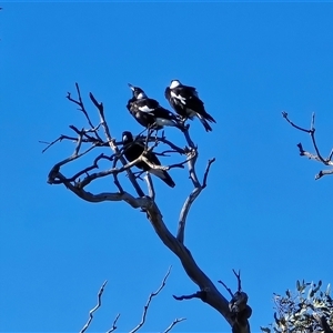 Gymnorhina tibicen (Australian Magpie) at Symonston, ACT - 17 Sep 2025 by Mike