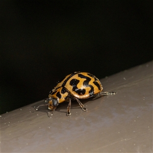 Cleobora mellyi (Southern Ladybird) at Acton, ACT - 17 Sep 2025 by KarinNeufeld
