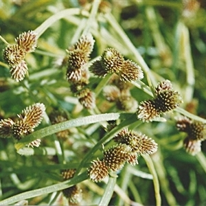 Unverified Rush, Sedge or Mat Rush at Shannondale, NSW - 6 Jan 2011 by PEdwards