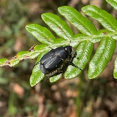 Automolius sp. (genus) at Ulladulla, NSW - 17 Sep 2025 by Jennybach
