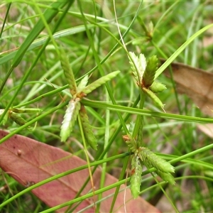 Cyperus mirus at Shannondale, NSW - 3 Apr 2009 by PEdwards