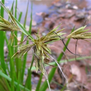 Cyperus eragrostis at Shannondale, NSW - 31 Dec 2024 by PEdwards