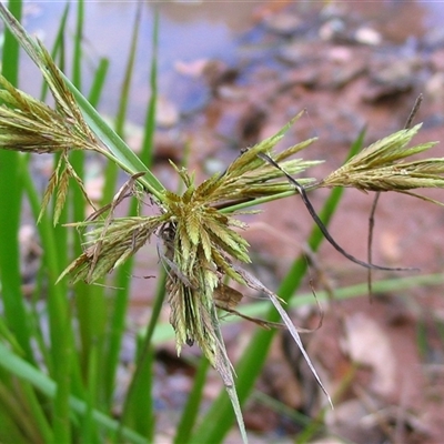 Cyperus eragrostis at Shannondale, NSW - 31 Dec 2024 by PEdwards