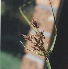 Unverified Rush, Sedge or Mat Rush at Shannondale, NSW - 17 Sep 2025 by PEdwards