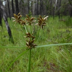 Cyperus sanguinolentus (A Sedge) at Shannondale, NSW - 10 Apr 2020 by PEdwards