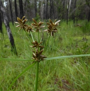 Cyperus sanguinolentus (A Sedge) at Shannondale, NSW - 10 Apr 2020 by PEdwards