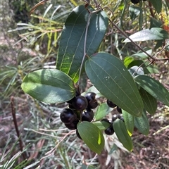 Smilax glyciphylla (Native Sarsaparilla) at Ulladulla, NSW - 17 Sep 2025 by Jennybach