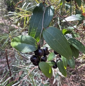 Smilax glyciphylla (Native Sarsaparilla) at Ulladulla, NSW - 17 Sep 2025 by Jennybach