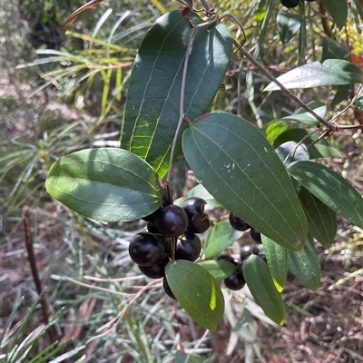 Smilax glyciphylla (Native Sarsaparilla) at Ulladulla, NSW - 17 Sep 2025 by Jennybach