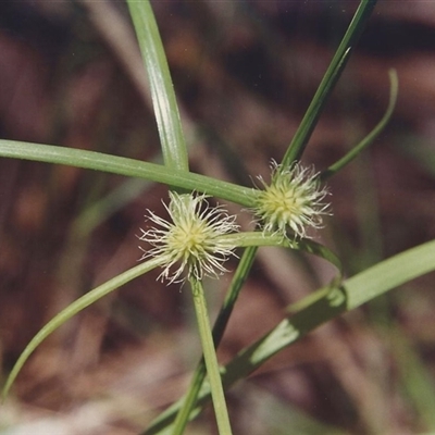Cyperus eragrostis at Shannondale, NSW - 17 Sep 2025 by PEdwards