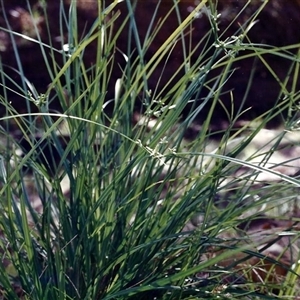 Cyperus trinervis at Shannondale, NSW - 2 Apr 2009 by PEdwards