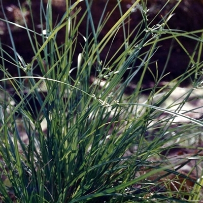 Cyperus trinervis at Shannondale, NSW - 2 Apr 2009 by PEdwards