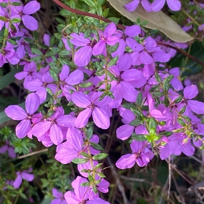 Unverified Other Wildflower or Herb at  - suppressed by pls047