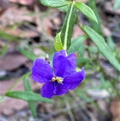 Unverified Other Wildflower or Herb by pls047