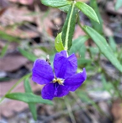 Unverified Other Wildflower or Herb at  - suppressed by pls047