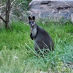Wallabia bicolor (Swamp Wallaby) at Braidwood, NSW - 17 Sep 2025 by MatthewFrawley
