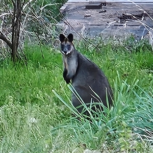 Wallabia bicolor (Swamp Wallaby) at Braidwood, NSW - 17 Sep 2025 by MatthewFrawley