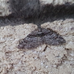 Phrissogonus laticostata (Apple looper moth) at Penrose, NSW - 17 Sep 2025 by Aussiegall
