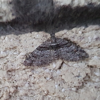 Phrissogonus laticostata (Apple looper moth) at Penrose, NSW - 17 Sep 2025 by Aussiegall