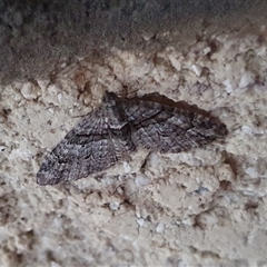 Phrissogonus laticostata at Penrose, NSW - suppressed