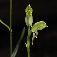 Bunochilus montanus (ACT) = Pterostylis jonesii (NSW) (Montane Leafy Greenhood) at Paddys River, ACT - 17 Sep 2025 by debhart