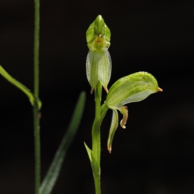 Bunochilus montanus (ACT) = Pterostylis jonesii (NSW) (Montane Leafy Greenhood) at Paddys River, ACT - 17 Sep 2025 by debhart