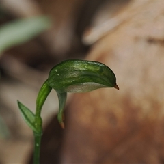 Bunochilus montanus (ACT) = Pterostylis jonesii (NSW) (Montane Leafy Greenhood) at Paddys River, ACT - 17 Sep 2025 by debhart