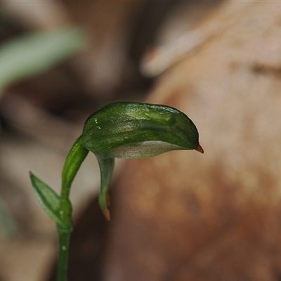 Bunochilus montanus (ACT) = Pterostylis jonesii (NSW) (Montane Leafy Greenhood) at Paddys River, ACT - 17 Sep 2025 by debhart