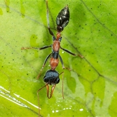 Myrmecia nigrocincta (Jumper ant, jumping jack) at Cedar Creek, QLD - 21 Oct 2021 by DAdeGroot