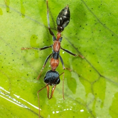 Myrmecia nigrocincta (Jumper ant, jumping jack) at Cedar Creek, QLD - 21 Oct 2021 by DAdeGroot
