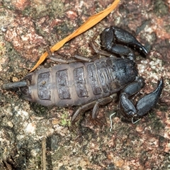 Hormurus (Genus) (A Rainforest Scorpion) at Cedar Creek, QLD - 21 Oct 2021 by DAdeGroot