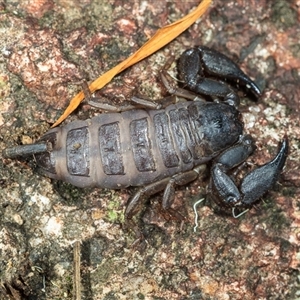 Hormurus (Genus) (A Rainforest Scorpion) at Cedar Creek, QLD - 21 Oct 2021 by DAdeGroot