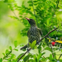 Oriolus sagittatus (Olive-backed Oriole) at Cedar Creek, QLD - 22 Oct 2021 by DAdeGroot