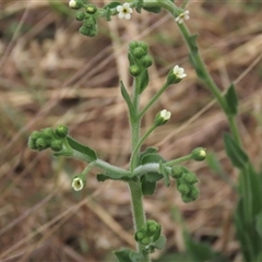 Hackelia suaveolens (Sweet Hounds Tongue) at Harrison, ACT - 24 Nov 2021 by AndyRoo