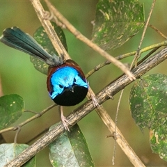 Malurus lamberti (Variegated Fairywren) at Cedar Creek, QLD - 24 Oct 2021 by DAdeGroot