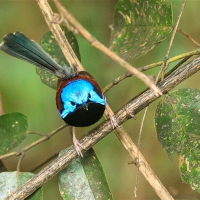Malurus lamberti (Variegated Fairywren) at Cedar Creek, QLD - 24 Oct 2021 by DAdeGroot