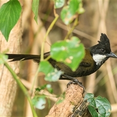 Psophodes olivaceus (Eastern Whipbird) at Cedar Creek, QLD - 4 Nov 2021 by DAdeGroot