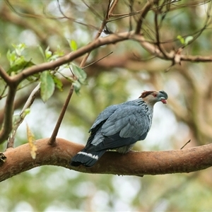 Lopholaimus antarcticus (Topknot Pigeon) at Cedar Creek, QLD - 12 Nov 2021 by DAdeGroot