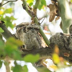 Podargus strigoides (Tawny Frogmouth) at Saint Lucia, QLD - 24 Nov 2021 by DAdeGroot