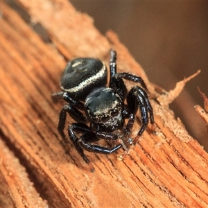 Zenodorus orbiculatus at Cedar Creek, QLD - 26 Nov 2021 by DAdeGroot