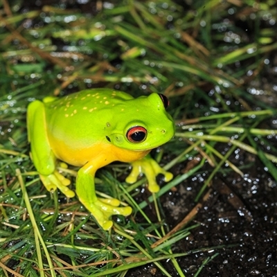 Litoria chloris (Red-eyed Tree Frog) at Cedar Creek, QLD - 30 Nov 2021 by DAdeGroot
