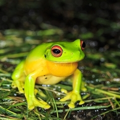 Litoria chloris at Cedar Creek, QLD - 30 Nov 2021 08:48 PM