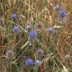 Eryngium ovinum (Blue Devil) at Harrison, ACT - 26 Jan 2022 by AndyRoo